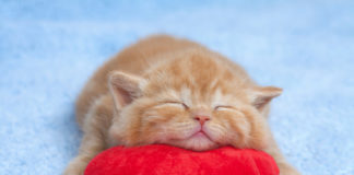 L’arrivo di un nuovo gattino 711 0 037 Arrivo di un nuovo gattino